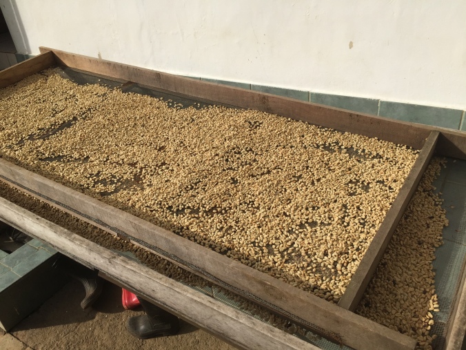 Close up of the coffee beans drying